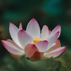 禅修问答 ｜请老师分享在做功课时运用到哪些方法保持觉