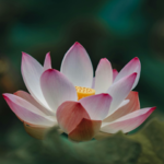 禅修问答 ｜请老师分享在做功课时运用到哪些方法保持觉