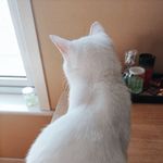 其叶蓁蓁v