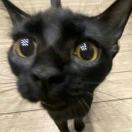 乌贼研究所研究员