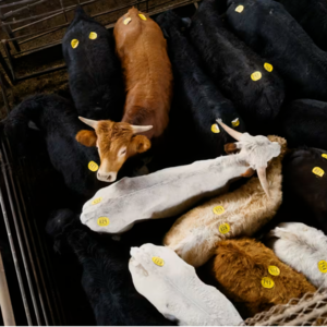 巴伦周刊260216翻译