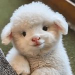 是挪挪不是娜娜