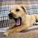 给娃买把吉普森