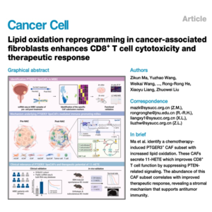 630-成纤维细胞脂质氧化重编程增强CD8+T细胞抗肿瘤免疫
