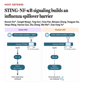 704-STING–NF-κB builds an influenza spillover barrier