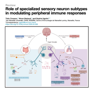 046-Role of specialized sensory neuron