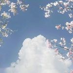 王wsiyu