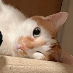 爱吃酸角