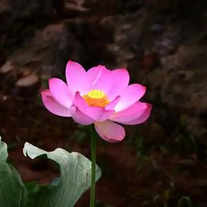 podcaster-avatar