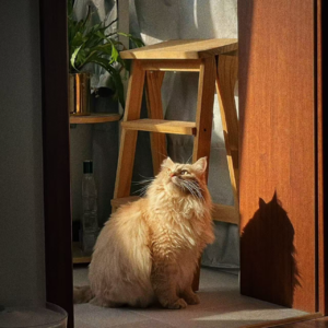 4 - 是室友也是家人,我们和猫猫的故事