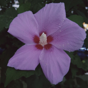 课间休息005：脱口秀、刑侦剧和社交平台依赖症的我们