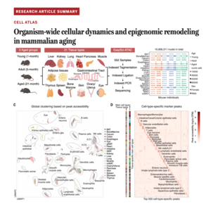 699-哺乳动物衰老全组织单细胞染色质图谱