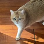 Smartcat