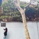 jingyi_dYoB