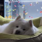离开银行的骄傲僵尸