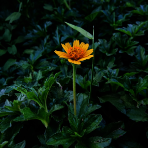 Vol.03【碎碎念】我的兼职，老友聊天，英语学习