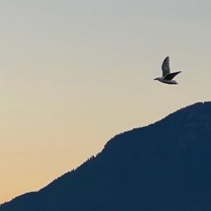 podcaster-avatar
