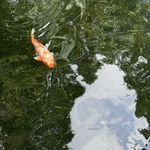 快乐小鱼空中游