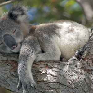 随身英语|懒惰一定是坏事吗?