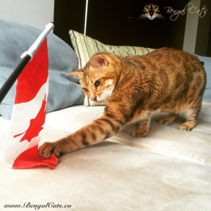 加拿大移民政策突然180度大转弯