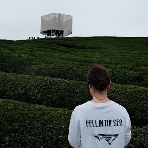 白菜-Baichoy