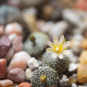 EP12 | 走出大学校门：一位北美华裔毕业生她在想什么？