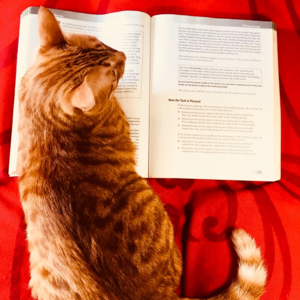 26.1.10雅思小作文真题母语教师范文 | 饼图：旅客出行目的对比