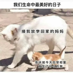 No.11 如果你是你妈的妈