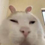 爱居针的小男护