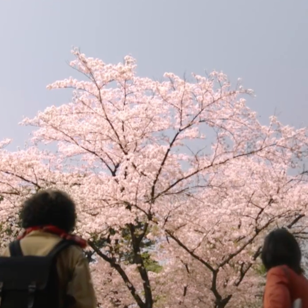 07 赏樱101 ：全日本的樱花本是一棵树？克隆、近代化、军国主义 episode artwork
