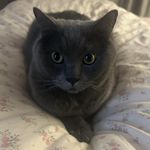 momo_TrIf