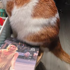 007-一场《猫鱼》开启的思想操练