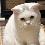 如果我是一朵苹果