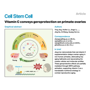 238-Vitamin C Decelerates Primate Ovarian Aging