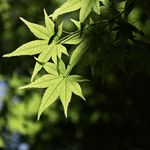 我来催眠了