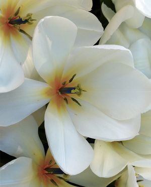 No. 039 - 从同意，到表达，到享受，我们还有多远要走？