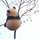 巫民安