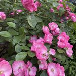 貔貅_GO3U