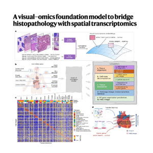 132-OmiCLIP & Loki: Foundation Model for Spatial Analysis