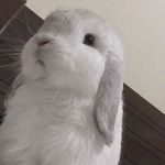 程阮思