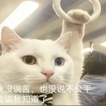 小猫迷倒人类