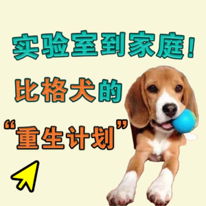 实验室到家庭！比格犬的“重生计划”