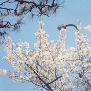 06 🇯🇵 去过日本N次 来聊聊它到底哪里好玩儿?!