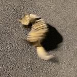 谷粒粒