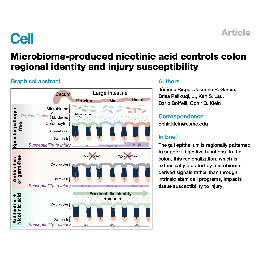 779-Microbio-Nicotinic Acid Regulate Colon Regional Identity episode artwork