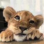 士多俾梨来两颗