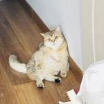 AnneAnnie