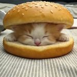 小猫智商低