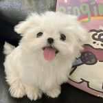 ATM小太阳