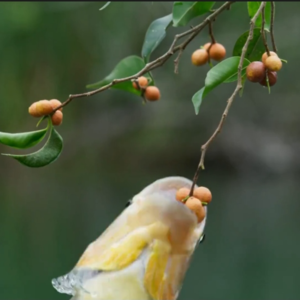 BBC Earth|携带种子逆流而上的鱼